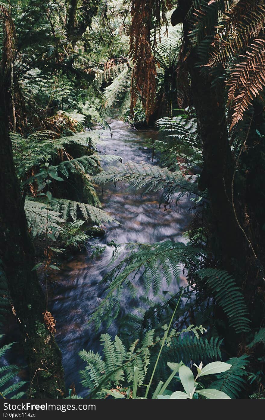 Photography of River Near Fern Plants