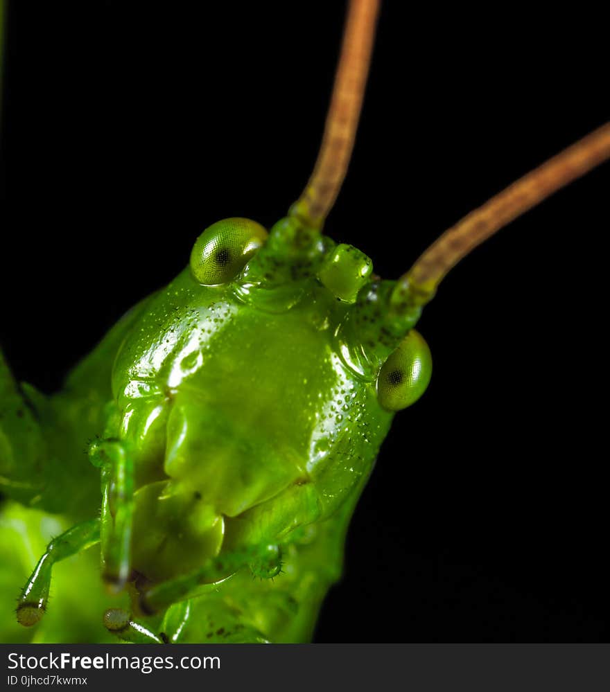 Closeup Photography of Green Grasshopper