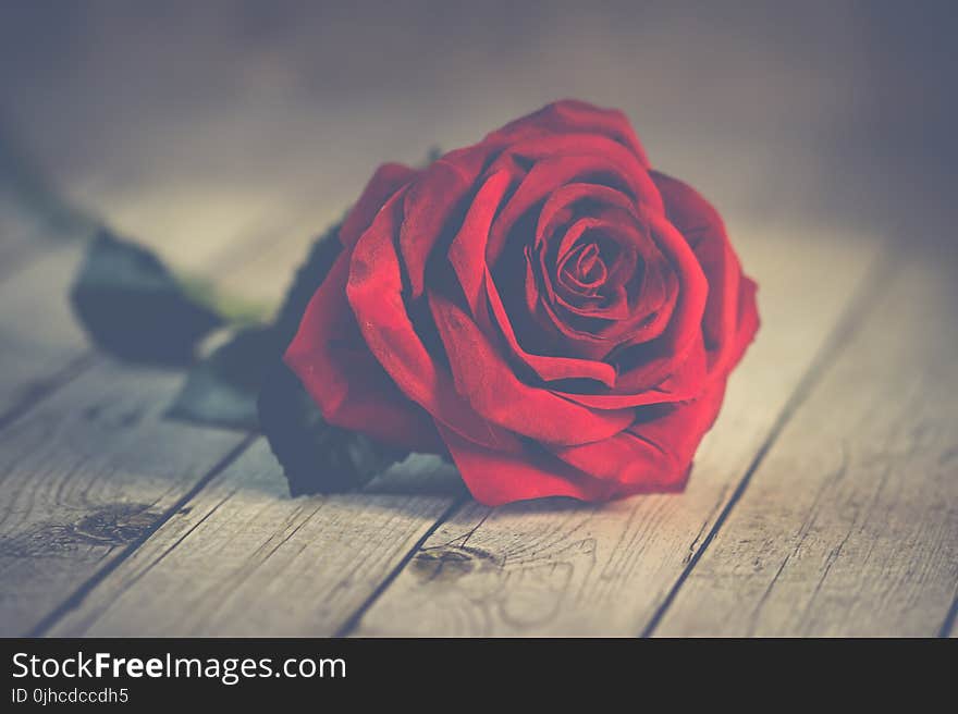 Red Rose on Brown Wooden Surface