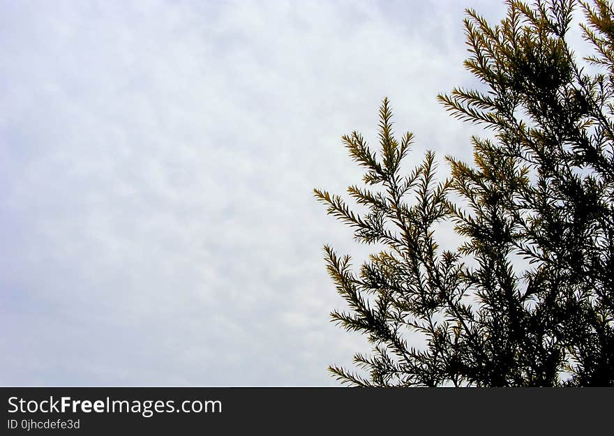 Fur Tree Under Cumulus Clouds