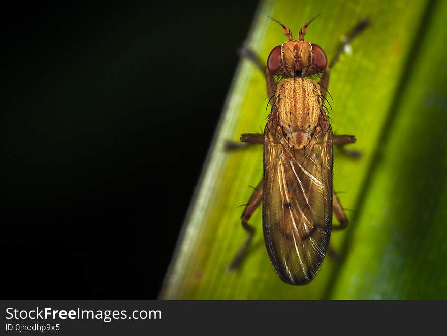 Close-up Photography of Brown Insect Perching on Green Leaf