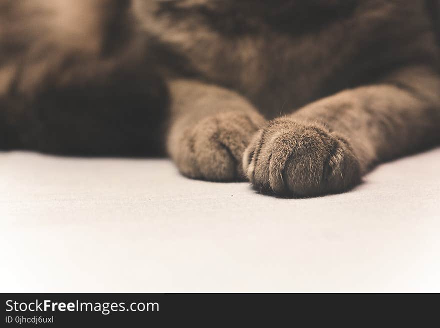 Photo of Black and Brown Cat Paw