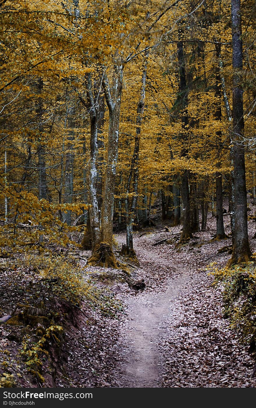 Green Leaved Trees