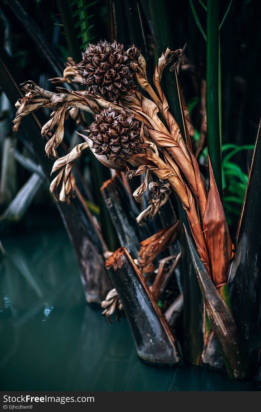 Dried Plant