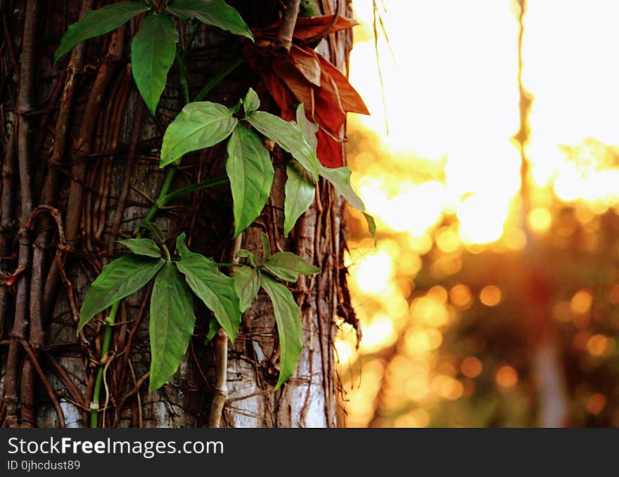 Green Leafed Plant Hanged on Brown Surface