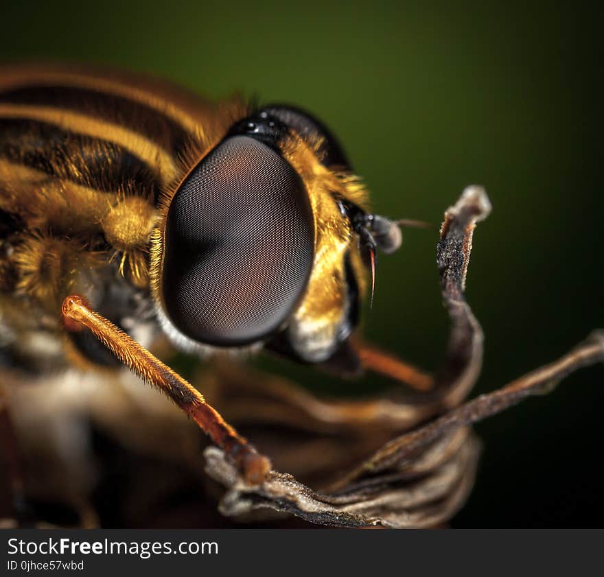 Macro Photography of Bee