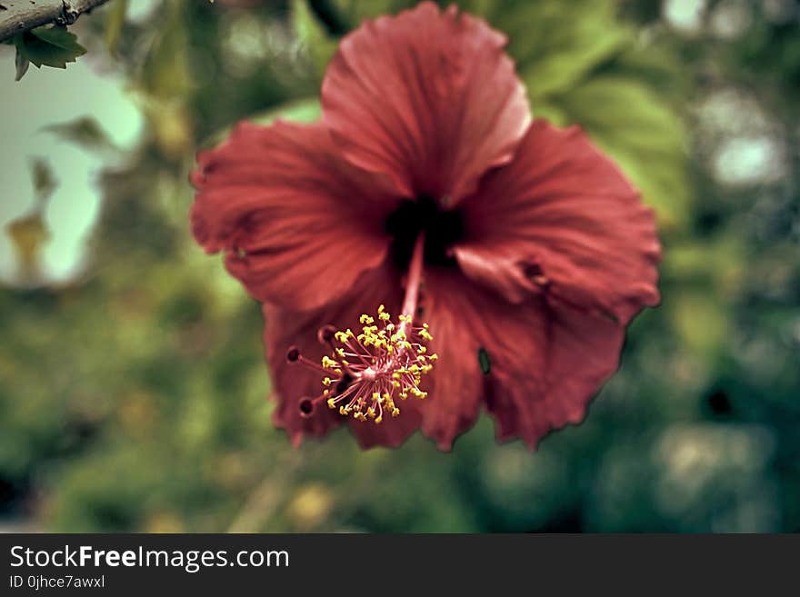 Red Hibiscus Flower in Closeup Photography