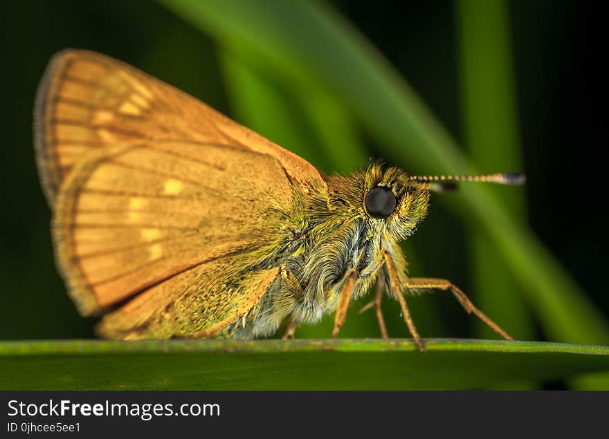 Brown Moth in Close-up Photography