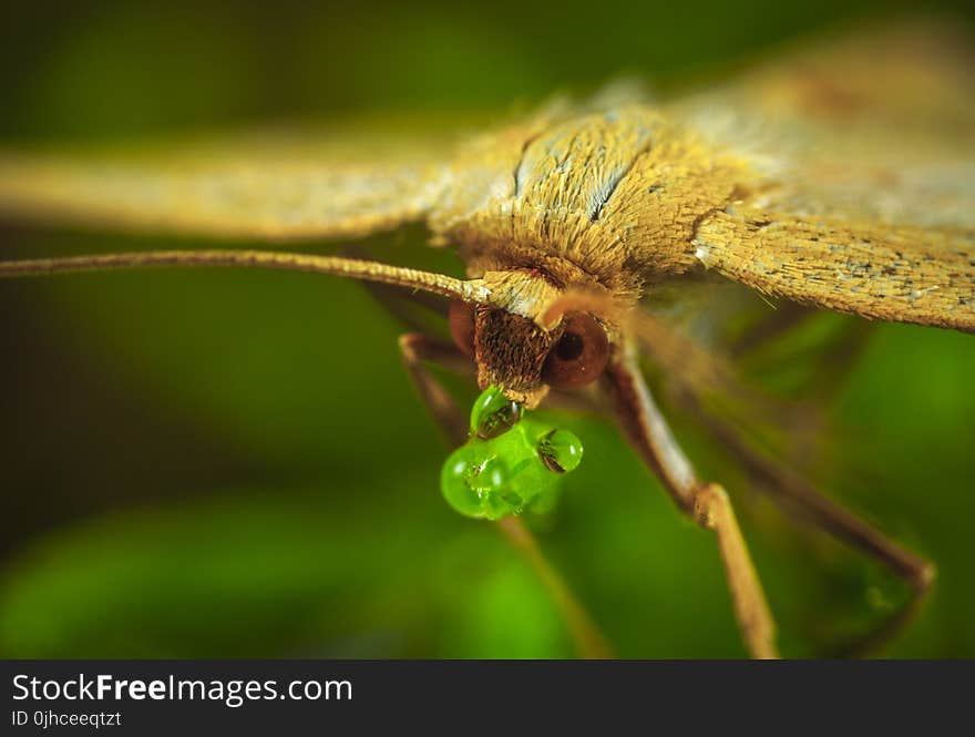 Macro Photography of Brown Moth