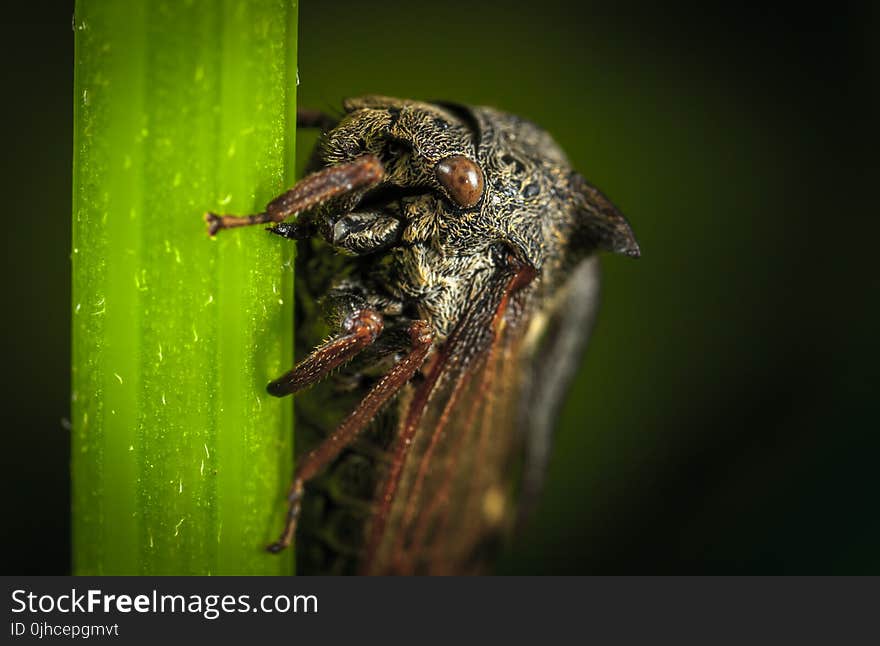 Close Up Photo of Black Cicada on Green Leaf