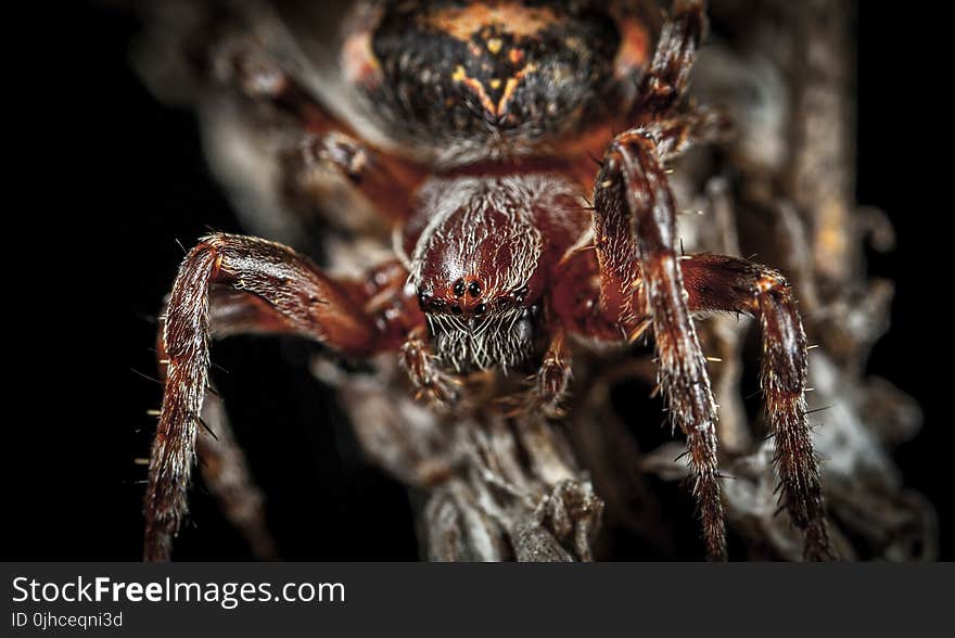 Micro Photography of Spider