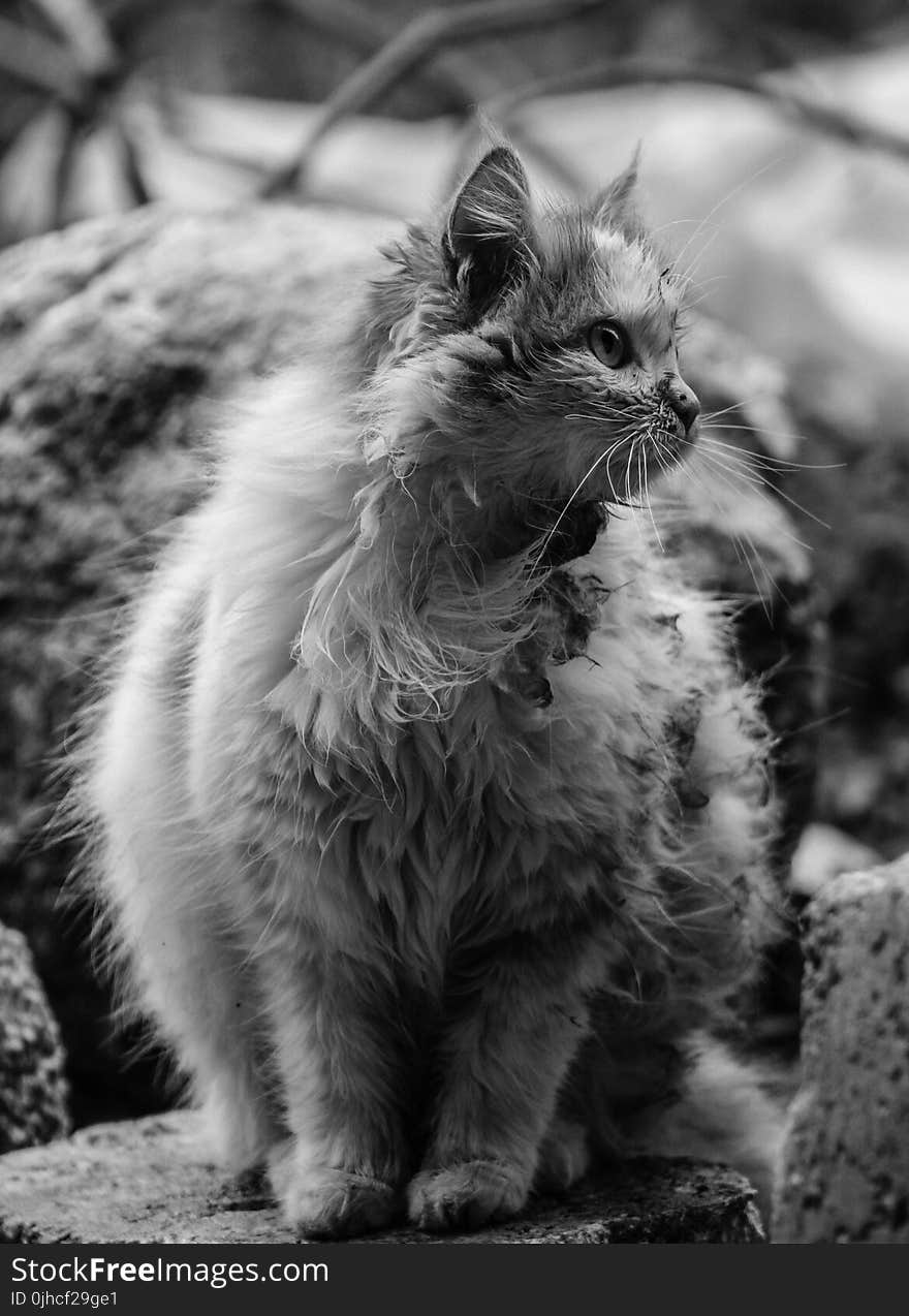 Grayscale Photo of Cat