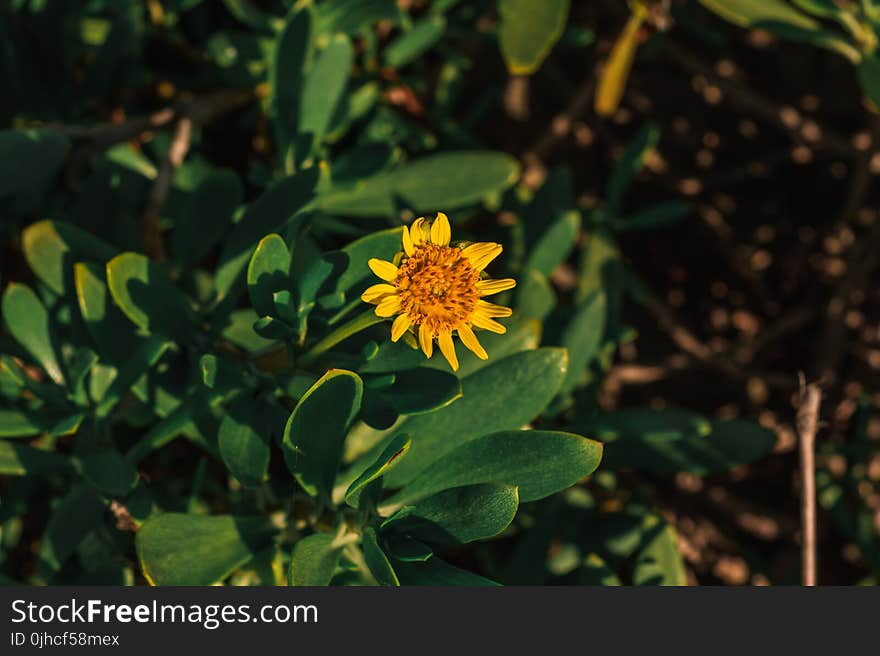 Yellow Daisy Flower