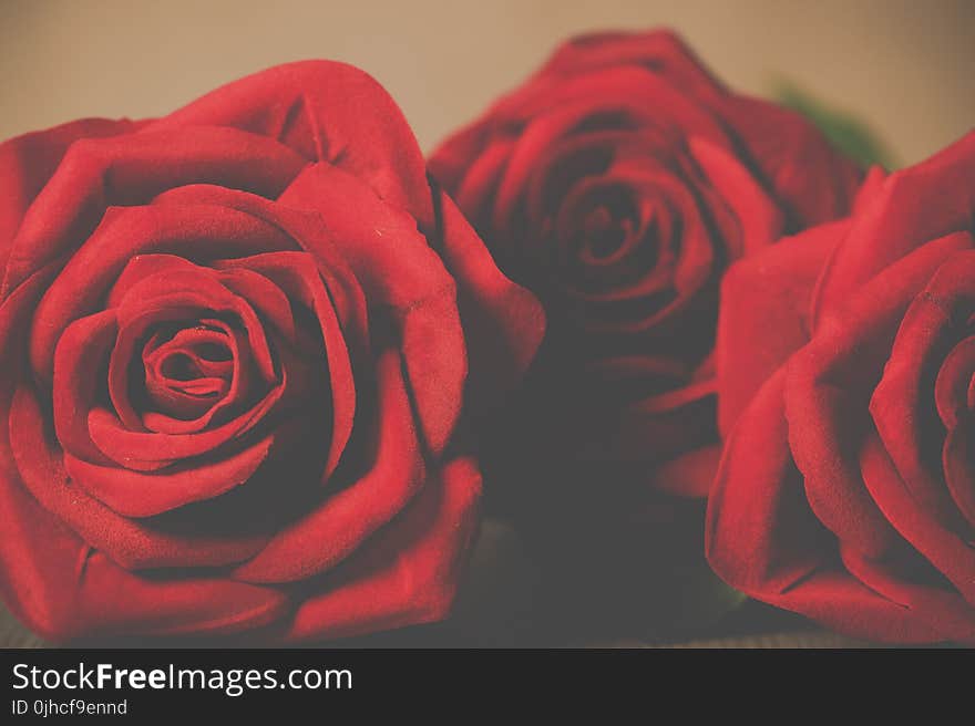 Three Red Petaled Rose Flowers