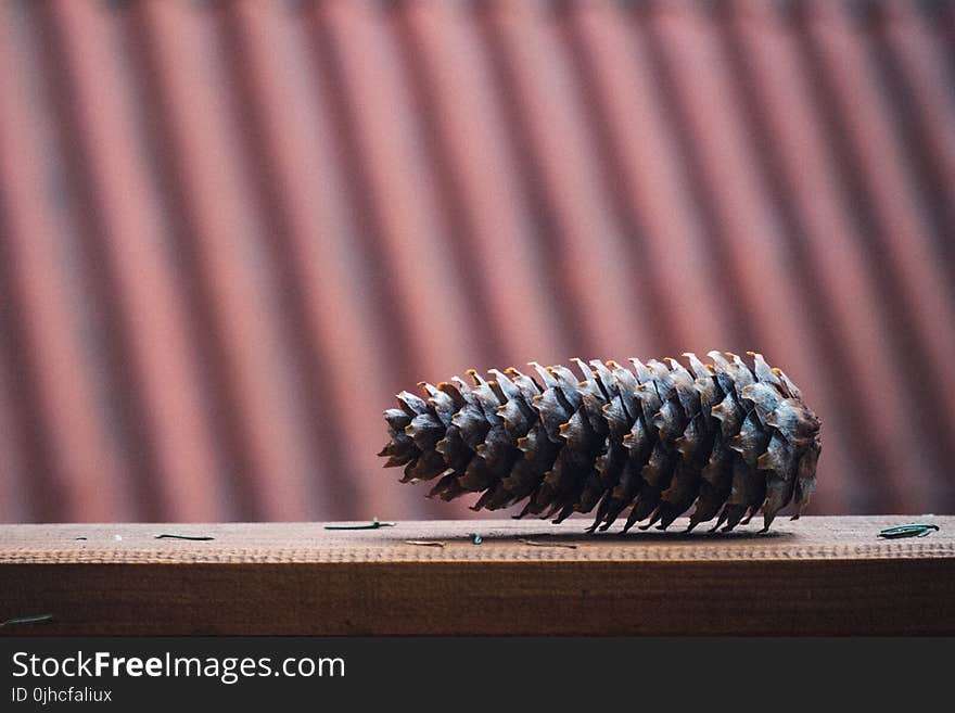 Brown Pinecone on Brown Wooden Surface