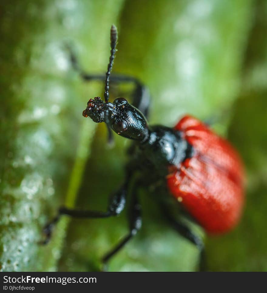 Red and Black Insect