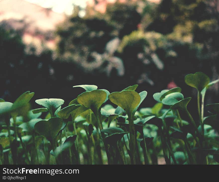 Green Leave Plant