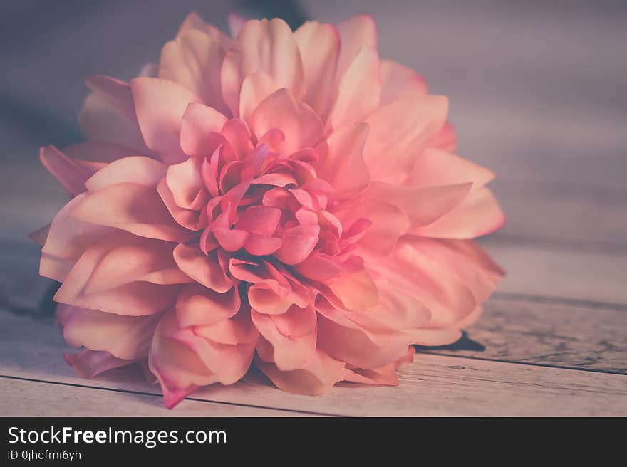 Pink Dahlia Flower in Bloom