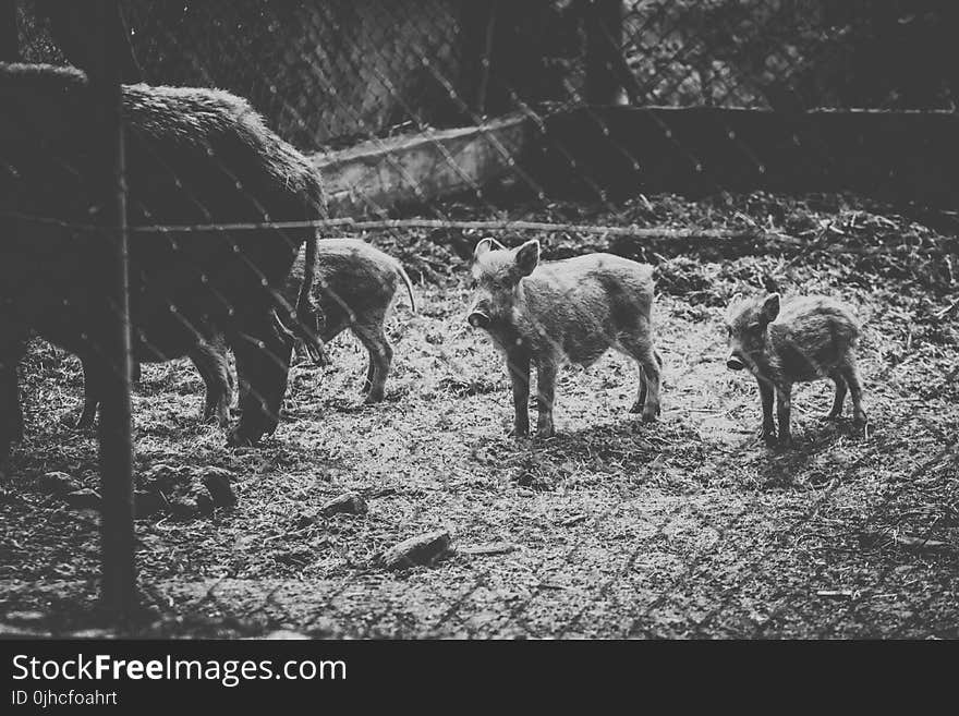 Grayscale Photo of Wild Boars