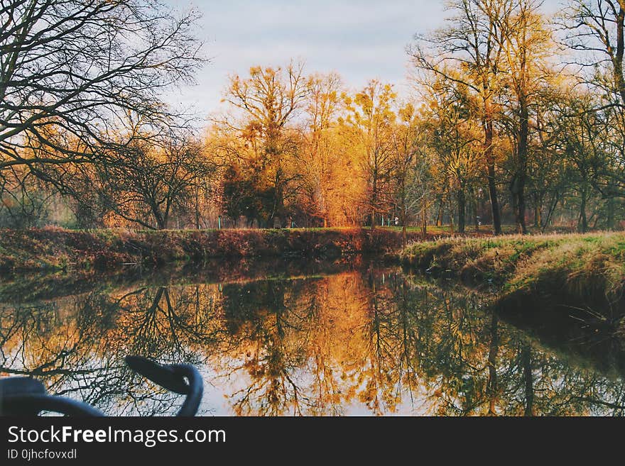 Lake Near Trees in Forest