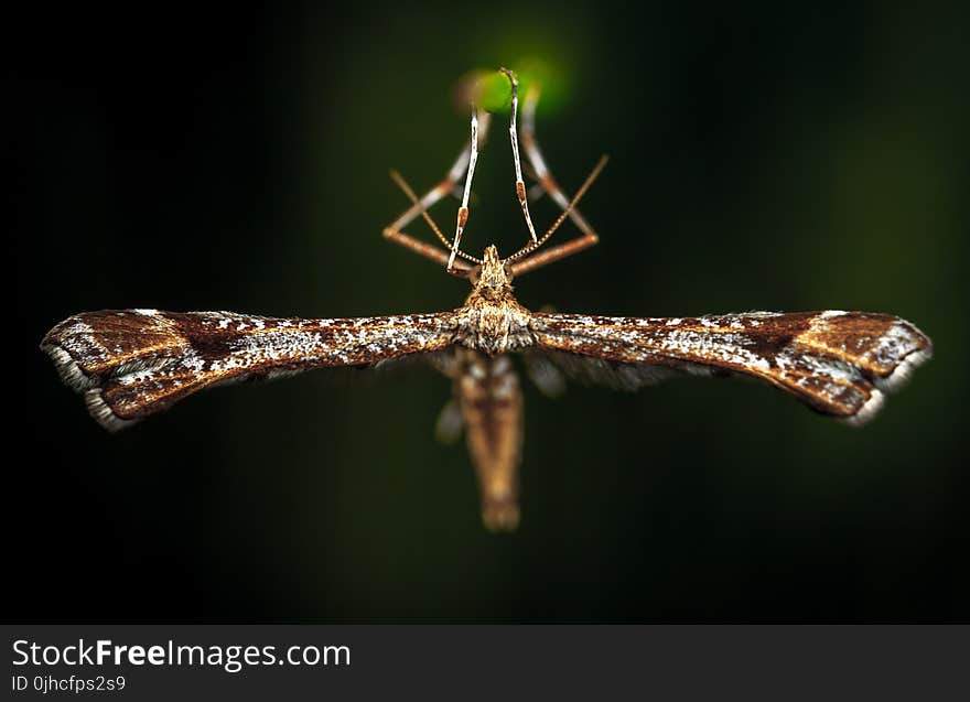 Close-Up Photo of Brown Plume Moth