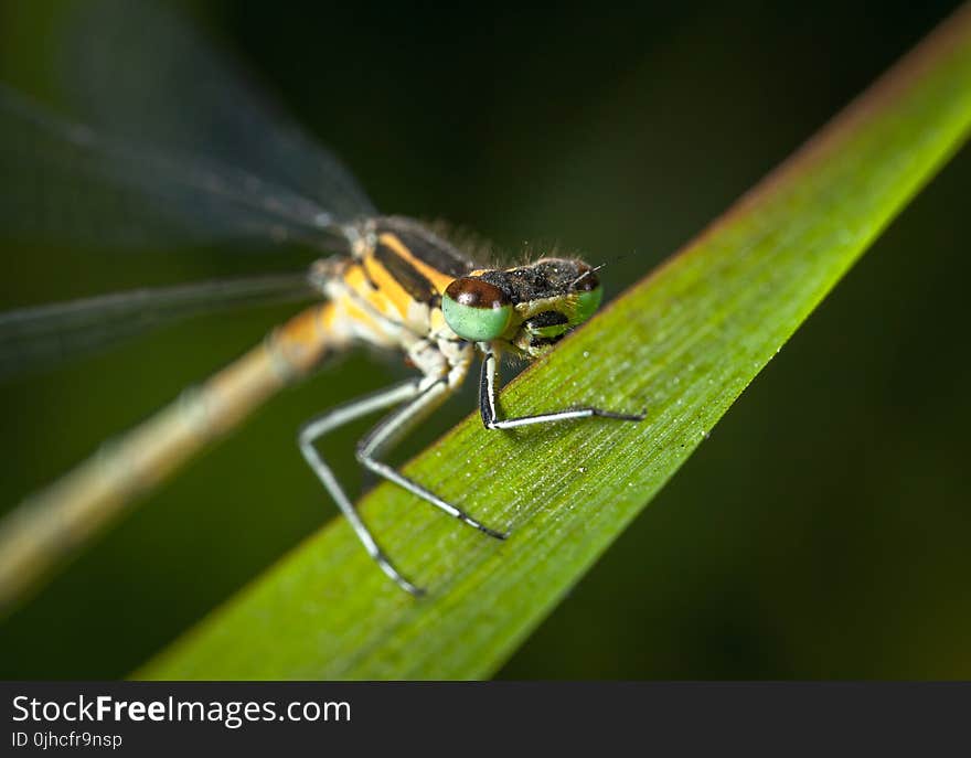 Selective Focus Photography of Green and Yellow Dragonfly Perched on Green Leaf