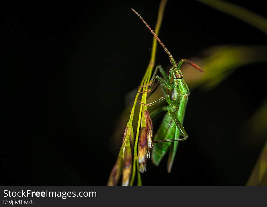 Green Winged Insect Perching on Green Leaf in Close-up Photography