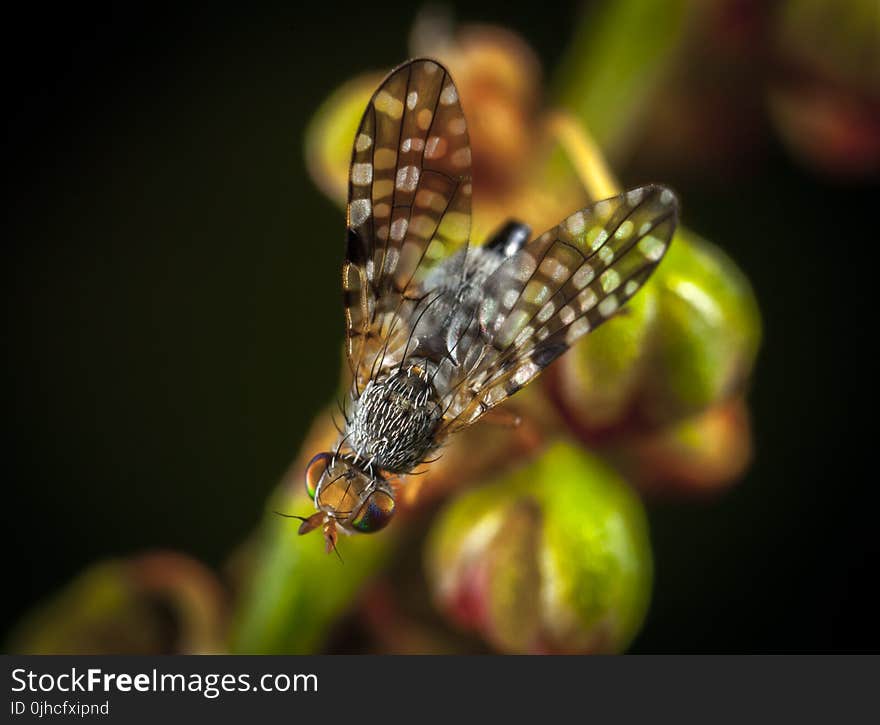 Macro Photography of Fly