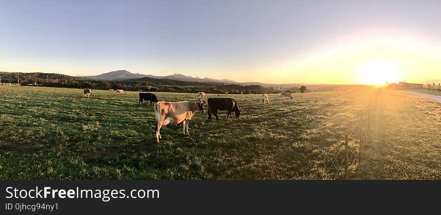 Photography of Cows During Sunset