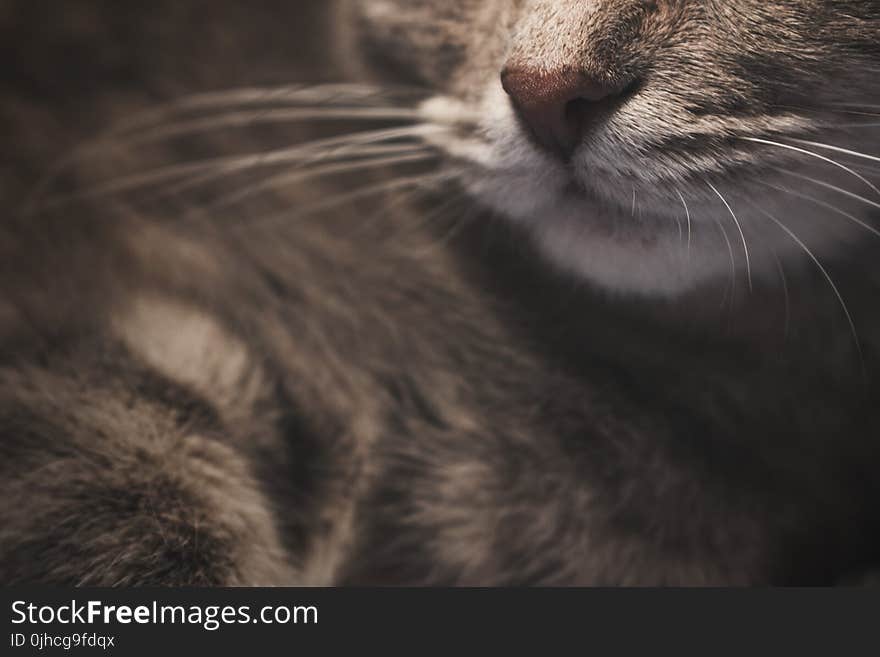 Selective Focus Photography of Brown Tabby Cat