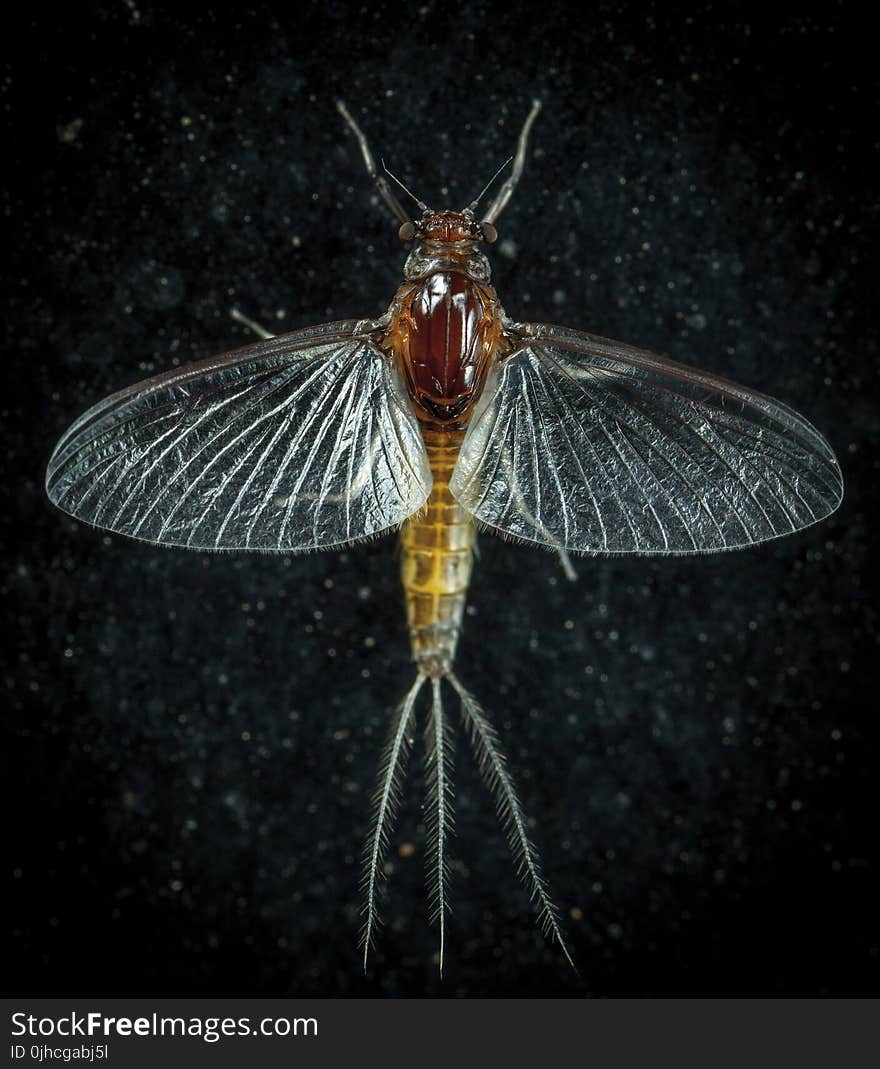 Closeup Photo of Mayfly