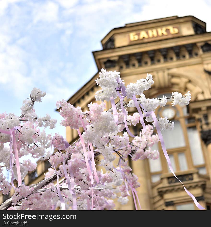 White Petal Flower Tree