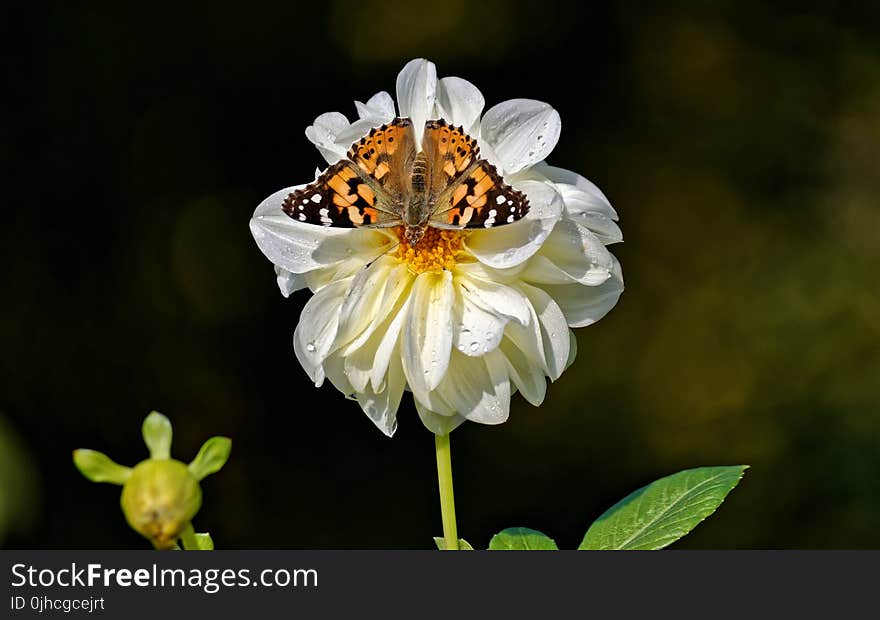 Shallow Focus Photography of Vanessa Atalanta Butterfly on White Flower