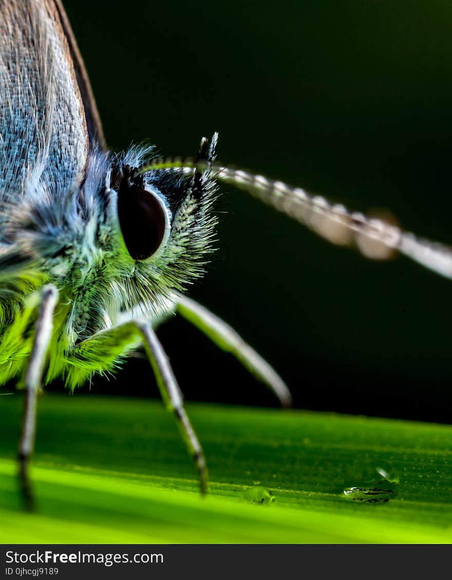 Macro Photography Of Insect Perched On Green Leaf