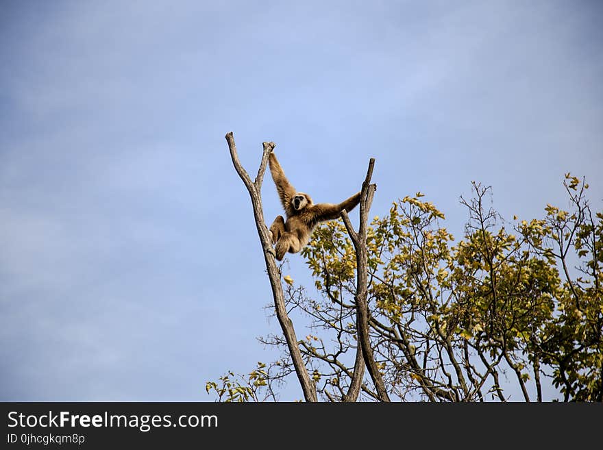 Photography of Monkey Climbing on Tree