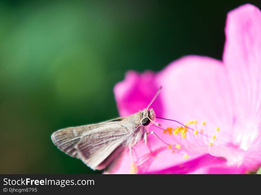 Brown and White Butterfly