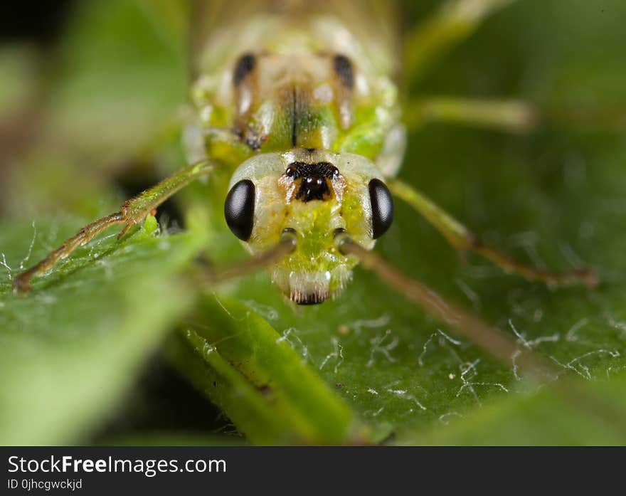 Green Grass Hopper in Macro Photography