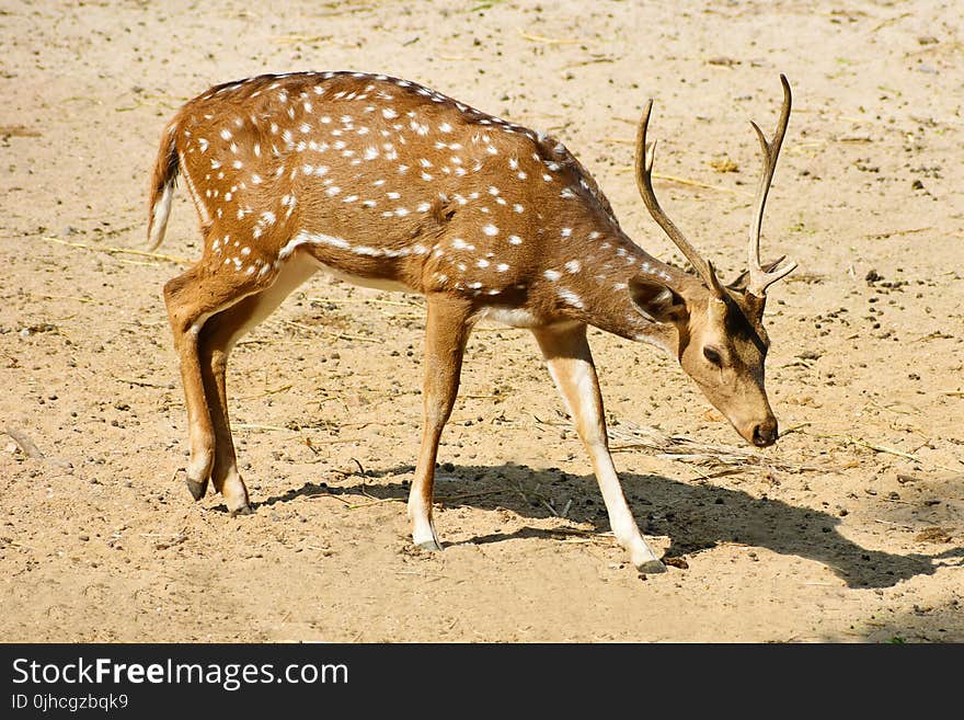 White And Brown Deer