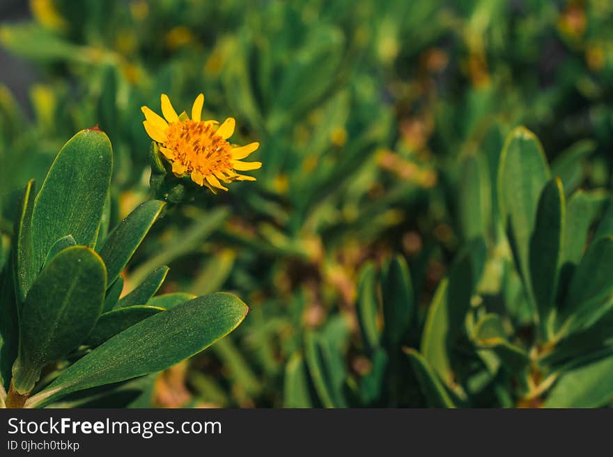 Yellow Petaled Flower