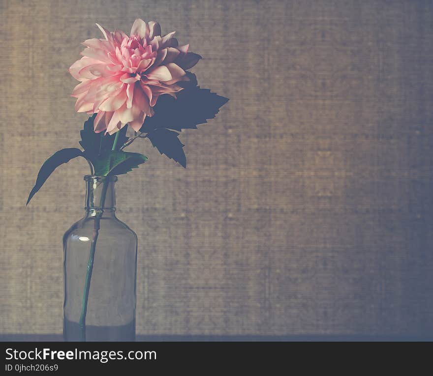 Clear Glass Flower Vase With Pink Dahlia Flower in Bloom