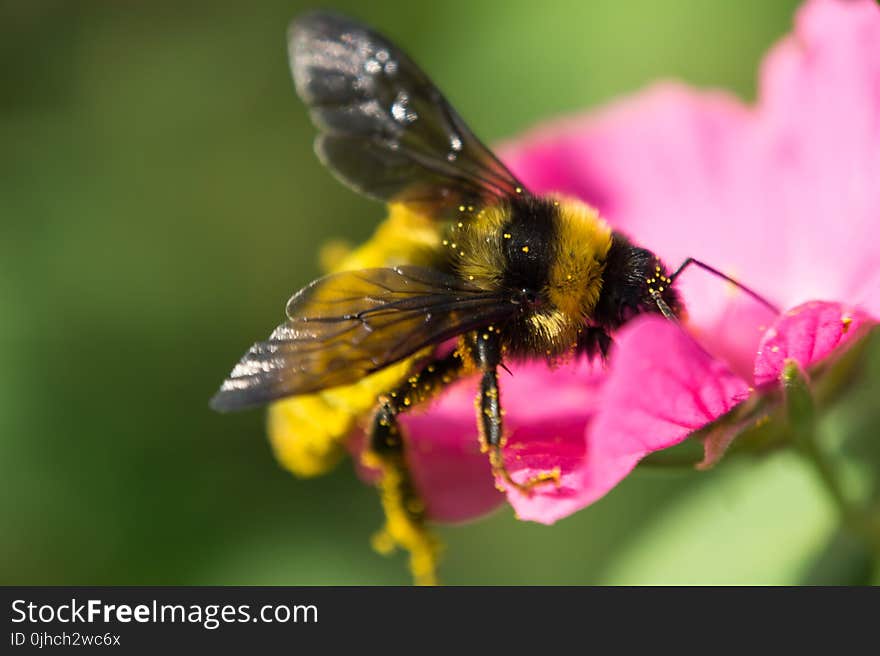 Close-Up Photo Of Bumble Bee On Pink Petaled Flower