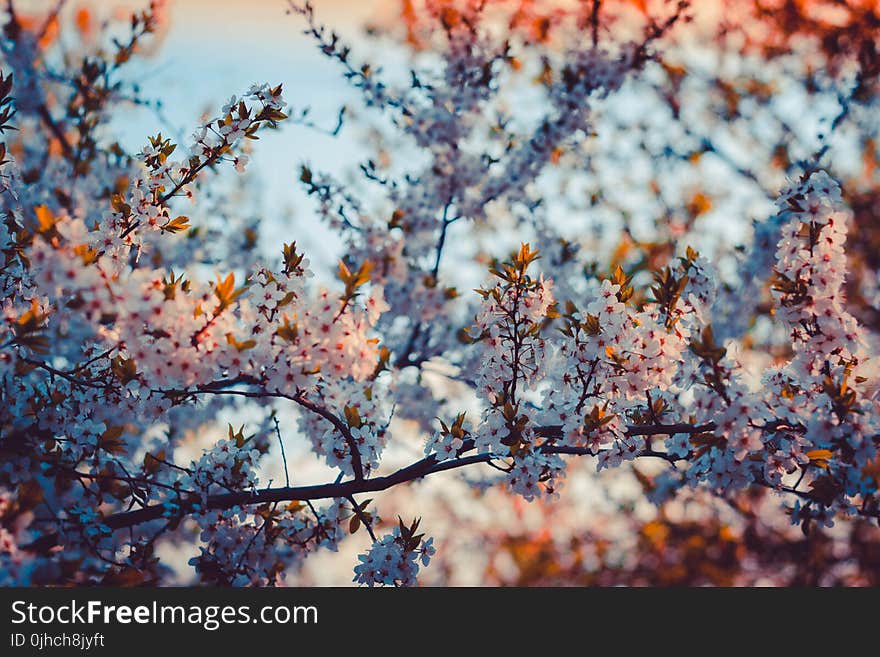 Close-up Photography of Cherry Blossom