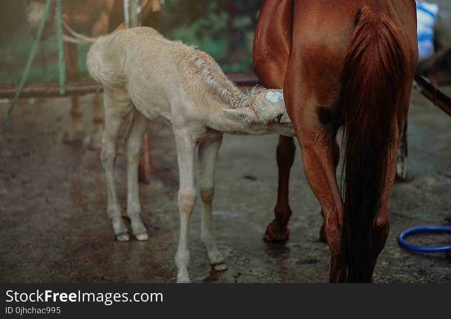 Brown Horse Feeding White Horse