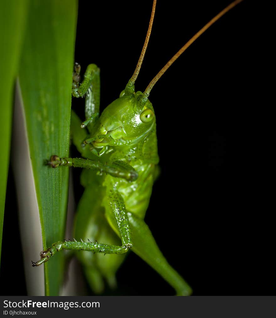 Close-up Photography of Grasshopper Perched on Green Leaf