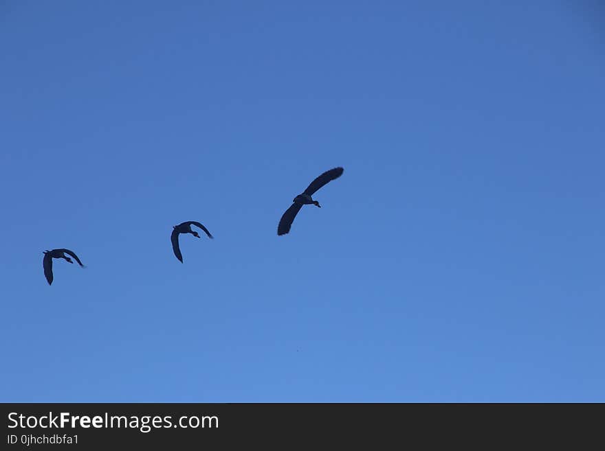 Photography of Three Flying Birds