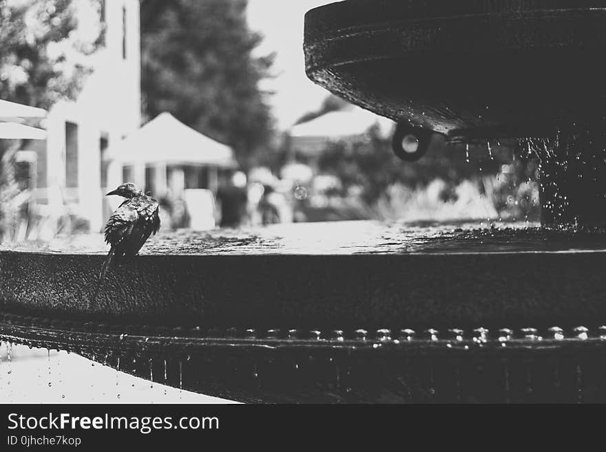 Grayscale Photo of Bird on Water Fountain