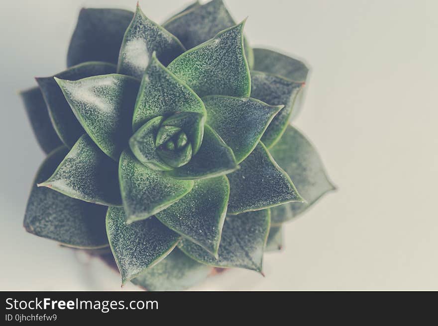 Green Succulent Plant