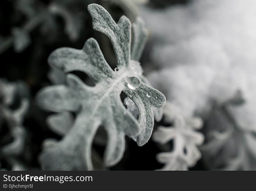 Green Frosted Leaf Plant