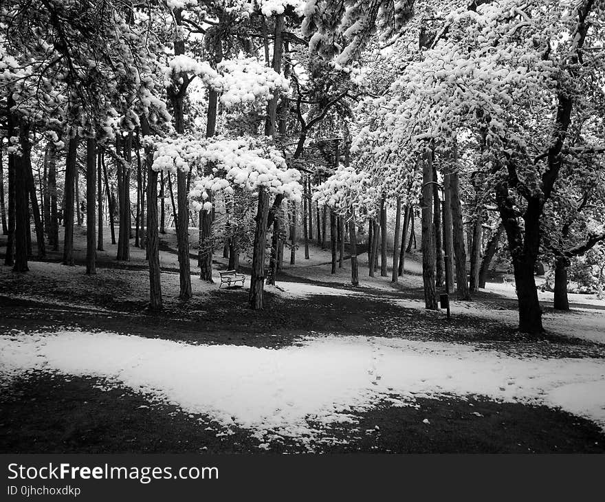 Grayscale PhotoOof Snow Covered Trees