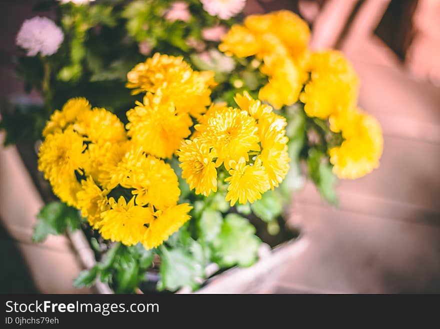 Close-Up Photography of Yellow Flowers